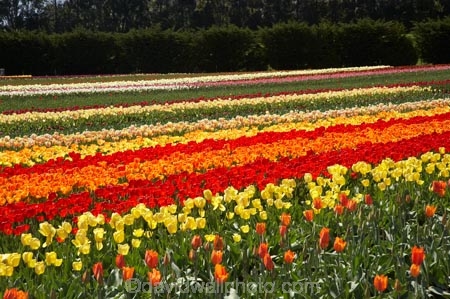 bloom;blooming;blooms;color;colorful;colors;colour;colourful;colours;country;countryside;cultivation;farm;farming;farmland;farms;field;fields;flora;floral;flower;flowers;fresh;garden;grow;growing;growth;horticulture;N.Z.;New-Zealand;NZ;orange;paddock;paddocks;red;renew;rural;S.I.;season;seasonal;seasons;SI;South-Is.;South-Island;spring;springtime;Tapanui;tulip;tulip-bulb-growing;tulip-field;Tulip-Fields;Tulipa-sp.;tulips;West-Otago;yellow