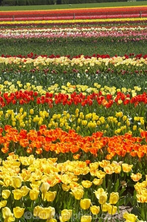 bloom;blooming;blooms;color;colorful;colors;colour;colourful;colours;country;countryside;cultivation;farm;farming;farmland;farms;field;fields;flora;floral;flower;flowers;fresh;garden;grow;growing;growth;horticulture;N.Z.;New-Zealand;NZ;orange;paddock;paddocks;pink;renew;rural;S.I.;season;seasonal;seasons;SI;South-Is.;South-Island;spring;springtime;Tapanui;tulip;tulip-bulb-growing;tulip-field;Tulip-Fields;Tulipa-sp.;tulips;West-Otago;yellow