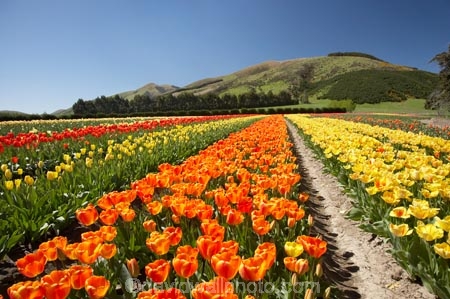 bloom;blooming;blooms;color;colorful;colors;colour;colourful;colours;country;countryside;cultivation;farm;farming;farmland;farms;field;fields;flora;floral;flower;flowers;fresh;garden;grow;growing;growth;horticulture;N.Z.;New-Zealand;NZ;orange;paddock;paddocks;renew;rural;S.I.;season;seasonal;seasons;SI;South-Is.;South-Island;spring;springtime;Tapanui;tulip;tulip-bulb-growing;tulip-field;Tulip-Fields;Tulipa-sp.;tulips;West-Otago;yellow