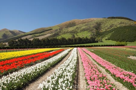 bloom;blooming;blooms;color;colorful;colors;colour;colourful;colours;country;countryside;cultivation;farm;farming;farmland;farms;field;fields;flora;floral;flower;flowers;fresh;garden;grow;growing;growth;horticulture;N.Z.;New-Zealand;NZ;paddock;paddocks;pink;red;renew;rural;S.I.;season;seasonal;seasons;SI;South-Is.;South-Island;spring;springtime;Tapanui;tulip;tulip-bulb-growing;tulip-field;Tulip-Fields;Tulipa-sp.;tulips;West-Otago;white;yellow