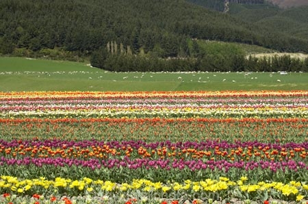 bloom;blooming;blooms;color;colorful;colors;colour;colourful;colours;country;countryside;cultivation;farm;farming;farmland;farms;field;fields;flora;floral;flower;flowers;fresh;garden;grow;growing;growth;horticulture;lilac;mauve;N.Z.;New-Zealand;NZ;paddock;paddocks;purple;renew;rural;S.I.;season;seasonal;seasons;SI;South-Is.;South-Island;spring;springtime;Tapanui;tulip;tulip-bulb-growing;tulip-field;Tulip-Fields;Tulipa-sp.;tulips;violet;West-Otago;yellow