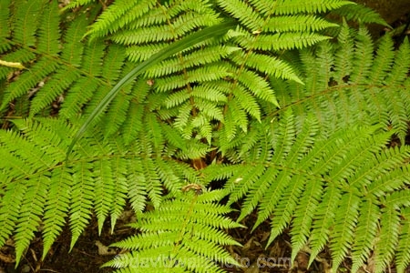 beautiful;beauty;bush;Catlins;Catlins-District;Catlins-Region;cyathea;endemic;fern;fern-detail;fern-details;fern-frond;fern-fronds;ferns;forest;forests;frond;fronds;green;N.Z.;native;native-bush;natives;natural;nature;New-Zealand;NZ;Otago;plant;plants;radial;rain-forest;rain-forests;rain_forest;rain_forests;rainforest;rainforests;S.I.;scene;scenic;SI;South-Is;South-Island;South-Otago;Sth-Is;Sth-Otago;tree;trees;woods