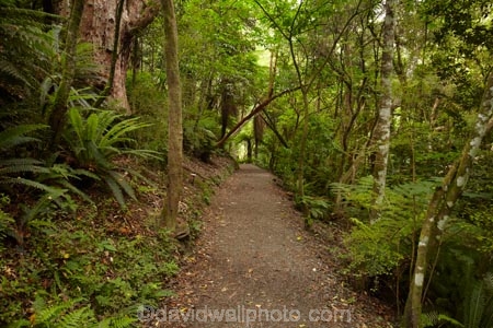 beautiful;beauty;bush;Catlins;Catlins-District;Catlins-Region;endemic;forest;forests;green;hiking-track;hiking-tracks;N.Z.;native;native-bush;natives;natural;nature;New-Zealand;NZ;Otago;Purakanui-Falls;Purakaunui-Falls;rain-forest;rain-forests;rain_forest;rain_forests;rainforest;rainforests;S.I.;scene;scenic;SI;South-Is;South-Island;South-Otago;Sth-Is;Sth-Otago;track;tree;trees;walking-track;walking-tracks;woods
