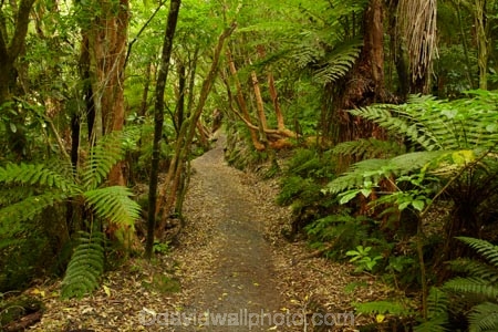 beautiful;beauty;bush;Catlins;Catlins-District;Catlins-Region;cyathea;endemic;fern;ferns;forest;forests;frond;fronds;green;hiking-track;hiking-tracks;Matai-Falls;N.Z.;native;native-bush;natives;natural;nature;New-Zealand;NZ;Otago;plant;plants;rain-forest;rain-forests;rain_forest;rain_forests;rainforest;rainforests;S.I.;scene;scenic;SI;South-Is;South-Island;South-Otago;Sth-Is;Sth-Otago;tree;trees;walking-track;walking-tracks;woods