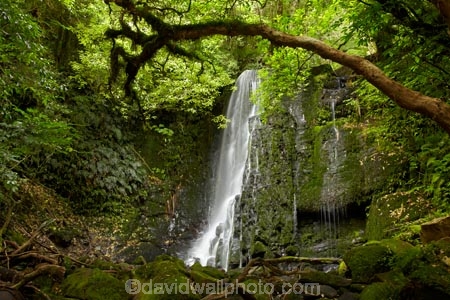 beautiful;beauty;bush;cascade;cascades;Catlins;Catlins-District;Catlins-Region;creek;creeks;endemic;falls;forest;forests;green;Matai-Falls;N.Z.;native;native-bush;natives;natural;nature;New-Zealand;NZ;Otago;rain-forest;rain-forests;rain_forest;rain_forests;rainforest;rainforests;S.I.;scene;scenic;SI;South-Is;South-Island;South-Otago;Sth-Is;Sth-Otago;stream;streams;tree;trees;water;water-fall;water-falls;waterfall;waterfalls;wet;woods