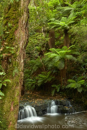 cascade;cascades;Catlins;Catlins-District;Catlins-Region;creek;creeks;falls;N.Z.;natural;nature;New-Zealand;NZ;Otago;Purakanui-Falls;Purakaunui-Falls;S.I.;scene;scenic;SI;South-Is;South-Island;South-Otago;Sth-Is;Sth-Otago;stream;streams;water;water-fall;water-falls;waterfall;waterfalls;wet