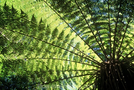 canopy;fern;forest;frond;fronds;green;icon;icons;native;nature;new-zealand;radiate;Southern-Scenic-Route;symbol;symbols