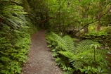 beautiful;beauty;bush;Catlins;Catlins-District;Catlins-Region;endemic;forest;forests;green;hiking-track;hiking-tracks;N.Z.;native;native-bush;natives;natural;nature;New-Zealand;NZ;Otago;Purakanui-Falls;Purakaunui-Falls;rain-forest;rain-forests;rain_forest;rain_forests;rainforest;rainforests;S.I.;scene;scenic;SI;South-Is;South-Island;South-Otago;Sth-Is;Sth-Otago;track;tree;trees;walking-track;walking-tracks;woods