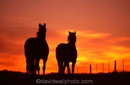 horse;horses;silhouette;silhouettes;silhouetted;sundown;oranges;yellow;colour;colours;color;colors;sky;setting;fence;fenceline;curious;equine,mammal;outline;outlines;outlined