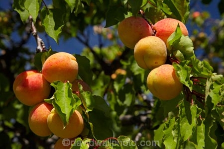 apricot;apricot-orchard;apricot-orchards;apricot-tree;apricot-trees;apricots;Bannockburn;Central-Otago;country;countryside;crop;crops;farm;farming;farmland;farms;field;fruit;fruit-tree;fruit-trees;horticulture;N.Z.;New-Zealand;NZ;orchard;orchards;row;rows;rural;S.I.;SI;South-Is.;South-Island;tree;trees