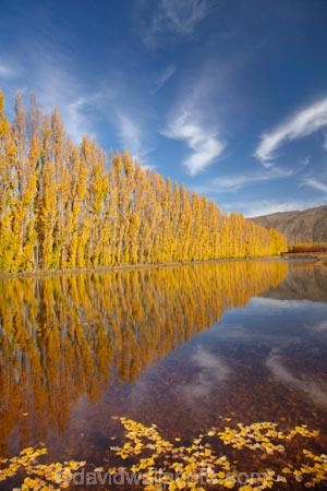 autuminal;autumn;autumn-colour;autumn-colours;autumnal;calm;Central-Otago;color;colors;colour;colours;Cromwell;dam;dams;deciduous;fall;gold;golden;irrigation-dam;irrigation-dams;irrigation-pond;irrigation-ponds;leaf;leaves;N.Z.;New-Zealand;NZ;orchard;orchards;Otago;placid;pond-ponds;poplar-tree;Poplar-trees;quiet;reflection;reflections;Ripponvale;row;rows;S.I.;season;seasonal;seasons;serene;SI;smooth;South-Is;South-Island;still;tranquil;tree;trees;water;yellow
