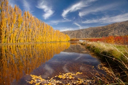 autuminal;autumn;autumn-colour;autumn-colours;autumnal;calm;Carrick-Range;Central-Otago;color;colors;colour;colours;Cromwell;dam;dams;deciduous;fall;gold;golden;irrigation-dam;irrigation-dams;irrigation-pond;irrigation-ponds;leaf;leaves;Mount-Difficulty;Mt-Difficulty;Mt.-Difficulty;N.Z.;New-Zealand;NZ;orchard;orchards;Otago;placid;pond-ponds;poplar-tree;Poplar-trees;quiet;reflection;reflections;Ripponvale;row;rows;S.I.;season;seasonal;seasons;serene;SI;smooth;South-Is;South-Island;still;tranquil;tree;trees;water;yellow