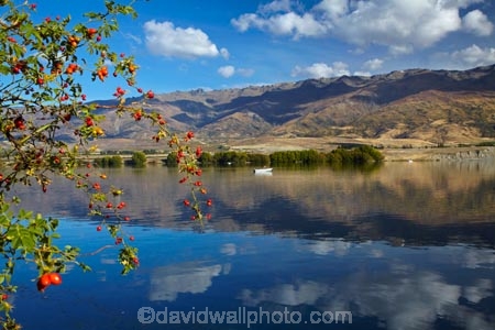 berries;berry;boat;boats;briar;briars;calm;Central-Otago;Clutha-Arm;fishing;lake;Lake-Dunstan;lakes;mountain;mountain-range;mountains;N.Z.;New-Zealand;NZ;Otago;Pisa-Mountain;Pisa-Range;placid;plant;pleasure-boat;pleasure-boats;power-boat;power-boats;quiet;range;ranges;red;red-berries;red-berry;reflected;reflection;reflections;rose_hip;rosehip;S.I.;serene;SI;smooth;South-Is;South-Is.;South-Island;Sth-Is;still;thorn;thorns;thorny;tranquil;water