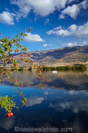berries;berry;boat;boats;briar;briars;calm;Central-Otago;Clutha-Arm;fishing;lake;Lake-Dunstan;lakes;mountain;mountain-range;mountains;N.Z.;New-Zealand;NZ;Otago;Pisa-Mountain;Pisa-Range;placid;plant;pleasure-boat;pleasure-boats;power-boat;power-boats;quiet;range;ranges;red;red-berries;red-berry;reflected;reflection;reflections;rose_hip;rosehip;S.I.;serene;SI;smooth;South-Is;South-Is.;South-Island;Sth-Is;still;thorn;thorns;thorny;tranquil;water