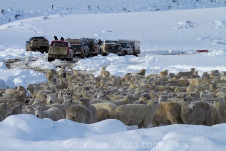 4wd;4wds;4wds;4x4;4x4s;4x4s;agricultural;agriculture;animal;animals;Central-Otago;cold;Coldness;country;countryside;crowd;crowded;Crowds;Daytime;domestic-stock;drove;droving;ewes;Exterior;extreme-weather;farm;farm-animals;farmer;farmers;farming;farmland;farms;field;fields;flock;flocks;four-by-four;four-by-fours;four-wheel-drive;four-wheel-drives;freeze;freezing;herbivore;herbivores;herbivorous;herd;herds;high-country;Landscape;Landscapes;livestock;mammal;mammals;Maniototo;meadow;meadows;mob;mobs;muster;mustering;N.Z.;natural;Nature;New-Zealand;NZ;Otago;Outdoor;Outdoors;Outside;paddock;paddocks;pasture;pastures;Pig-Root-Highway;Pig-Root-Road;Pig-Route-Highway;Pig-Route-Road;Pigroot;Pigroot-Highway;Pigroot-Road;Pigroute;Pigroute-Highway;Pigroute-Road;rural;S.I.;Scenic;Scenics;Season;Seasons;SH-85;SH85;sheep;SI;snow;snowfall;snowy;South-Is;South-Is.;South-Island;sports-utility-vehicle;sports-utility-vehicles;State-Highway-85;State-Highway-Eighty-Five;Sth-Is;stock;suv;suvs;The-Pig-Route;The-Pigroot;vehicle;vehicles;weather;white;winter;Wintertime;wintery;wintry