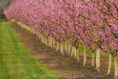 Alexandra;bloom;blooming;blooms;blossom;blossoming;blossoms;Central-Otago;country;countryside;crop;crops;Earnscleugh;farm;farming;farmland;farms;field;flower;flowering;flowers;fresh;fruit;fruit-tree;fruit-trees;grow;growth;horticulture;N.Z.;New-Zealand;NZ;orchard;orchards;Otago;pink;renew;row;rows;rural;S.I.;season;seasonal;seasons;SI;South-Is;South-Is.;South-Island;spring;spring-time;spring_time;springtime;Sth-Is;tree;trees
