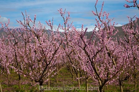 Alexandra;bloom;blooming;blooms;blossom;blossoming;blossoms;Central-Otago;country;countryside;crop;crops;Earnscleugh;farm;farming;farmland;farms;field;flower;flowering;flowers;fresh;fruit;fruit-tree;fruit-trees;grow;growth;horticulture;N.Z.;New-Zealand;NZ;orchard;orchards;Otago;pink;renew;row;rows;rural;S.I.;season;seasonal;seasons;SI;South-Is;South-Is.;South-Island;spring;spring-time;spring_time;springtime;Sth-Is;tree;trees
