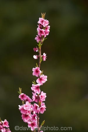 Alexandra;bloom;blooming;blooms;blossom;blossoming;blossoms;Central-Otago;country;countryside;crop;crops;Earnscleugh;farm;farming;farmland;farms;field;flower;flowering;flowers;fresh;fruit;fruit-tree;fruit-trees;grow;growth;horticulture;N.Z.;New-Zealand;NZ;orchard;orchards;Otago;pink;renew;row;rows;rural;S.I.;season;seasonal;seasons;SI;South-Is;South-Is.;South-Island;spring;spring-time;spring_time;springtime;Sth-Is;tree;trees