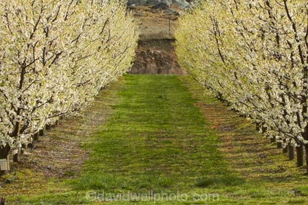 Alexandra;bloom;blooming;blooms;blossom;blossoming;blossoms;Central-Otago;country;countryside;crop;crops;Earnscleugh;farm;farming;farmland;farms;field;flower;flowering;flowers;fresh;fruit;fruit-tree;fruit-trees;grow;growth;horticulture;N.Z.;New-Zealand;NZ;orchard;orchards;Otago;pink;renew;row;rows;rural;S.I.;season;seasonal;seasons;SI;South-Is;South-Is.;South-Island;spring;spring-time;spring_time;springtime;Sth-Is;tree;trees