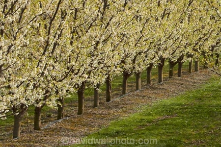 Alexandra;bloom;blooming;blooms;blossom;blossoming;blossoms;Central-Otago;country;countryside;crop;crops;Earnscleugh;farm;farming;farmland;farms;field;flower;flowering;flowers;fresh;fruit;fruit-tree;fruit-trees;grow;growth;horticulture;N.Z.;New-Zealand;NZ;orchard;orchards;Otago;pink;renew;row;rows;rural;S.I.;season;seasonal;seasons;SI;South-Is;South-Is.;South-Island;spring;spring-time;spring_time;springtime;Sth-Is;tree;trees