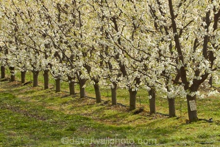 Alexandra;bloom;blooming;blooms;blossom;blossoming;blossoms;Central-Otago;country;countryside;crop;crops;Earnscleugh;farm;farming;farmland;farms;field;flower;flowering;flowers;fresh;fruit;fruit-tree;fruit-trees;grow;growth;horticulture;N.Z.;New-Zealand;NZ;orchard;orchards;Otago;pink;renew;row;rows;rural;S.I.;season;seasonal;seasons;SI;South-Is;South-Is.;South-Island;spring;spring-time;spring_time;springtime;Sth-Is;tree;trees