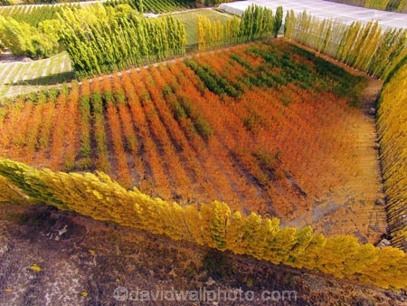aerial;Aerial-drone;Aerial-drones;aerial-image;aerial-images;aerial-photo;aerial-photograph;aerial-photographs;aerial-photography;aerial-photos;aerial-view;aerial-views;aerials;autuminal;autumn;autumn-colour;autumn-colours;autumnal;Bannockburn;Central-Otago;color;colors;colour;colours;country;countryside;Cromwell;crop;crops;deciduous;Drone;Drones;emotely-operated-aircraft;fall;farm;farming;farmland;farms;field;fruit;fruit-tree;fruit-trees;gold;golden;horticulture;leaf;leaves;N.Z.;New-Zealand;NZ;orange;orchard;orchards;Otago;poplar;poplar-tree;poplar-trees;poplars;Quadcopter;Quadcopters;remote-piloted-aircraft-systems;remotely-piloted-aircraft;remotely-piloted-aircrafts;ROA;row;rows;RPA;RPAS;rural;S.I.;season;seasonal;seasons;SI;South-Is;South-Island;Sth-Is;tree;trees;U.A.V.;UA;UAS;UAV;UAVs;Unmanned-aerial-vehicle;unmanned-aircraft;unpiloted-aerial-vehicle;unpiloted-aerial-vehicles;unpiloted-air-system;yellow