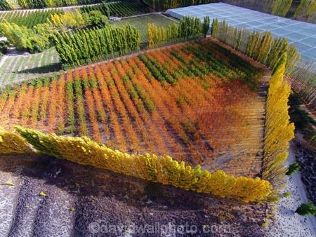aerial;Aerial-drone;Aerial-drones;aerial-image;aerial-images;aerial-photo;aerial-photograph;aerial-photographs;aerial-photography;aerial-photos;aerial-view;aerial-views;aerials;autuminal;autumn;autumn-colour;autumn-colours;autumnal;Bannockburn;Central-Otago;color;colors;colour;colours;country;countryside;Cromwell;crop;crops;deciduous;Drone;Drones;emotely-operated-aircraft;fall;farm;farming;farmland;farms;field;fruit;fruit-tree;fruit-trees;gold;golden;horticulture;leaf;leaves;N.Z.;New-Zealand;NZ;orange;orchard;orchards;Otago;poplar;poplar-tree;poplar-trees;poplars;Quadcopter;Quadcopters;remote-piloted-aircraft-systems;remotely-piloted-aircraft;remotely-piloted-aircrafts;ROA;row;rows;RPA;RPAS;rural;S.I.;season;seasonal;seasons;SI;South-Is;South-Island;Sth-Is;tree;trees;U.A.V.;UA;UAS;UAV;UAVs;Unmanned-aerial-vehicle;unmanned-aircraft;unpiloted-aerial-vehicle;unpiloted-aerial-vehicles;unpiloted-air-system;yellow