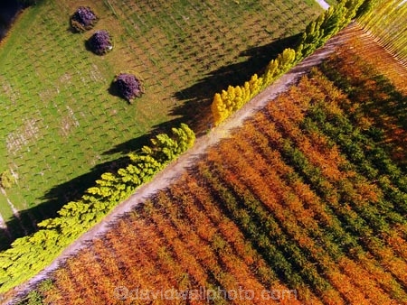aerial;Aerial-drone;Aerial-drones;aerial-image;aerial-images;aerial-photo;aerial-photograph;aerial-photographs;aerial-photography;aerial-photos;aerial-view;aerial-views;aerials;autuminal;autumn;autumn-colour;autumn-colours;autumnal;Bannockburn;Central-Otago;color;colors;colour;colours;country;countryside;Cromwell;crop;crops;deciduous;Drone;Drones;emotely-operated-aircraft;fall;farm;farming;farmland;farms;field;fruit;fruit-tree;fruit-trees;gold;golden;horticulture;leaf;leaves;N.Z.;New-Zealand;NZ;orange;orchard;orchards;Otago;poplar;poplar-tree;poplar-trees;poplars;Quadcopter;Quadcopters;remote-piloted-aircraft-systems;remotely-piloted-aircraft;remotely-piloted-aircrafts;ROA;row;rows;RPA;RPAS;rural;S.I.;season;seasonal;seasons;SI;South-Is;South-Island;Sth-Is;tree;trees;U.A.V.;UA;UAS;UAV;UAVs;Unmanned-aerial-vehicle;unmanned-aircraft;unpiloted-aerial-vehicle;unpiloted-aerial-vehicles;unpiloted-air-system;yellow