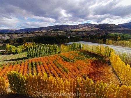 aerial;Aerial-drone;Aerial-drones;aerial-image;aerial-images;aerial-photo;aerial-photograph;aerial-photographs;aerial-photography;aerial-photos;aerial-view;aerial-views;aerials;autuminal;autumn;autumn-colour;autumn-colours;autumnal;Bannockburn;Central-Otago;color;colors;colour;colours;country;countryside;Cromwell;crop;crops;deciduous;Drone;Drones;emotely-operated-aircraft;fall;farm;farming;farmland;farms;field;fruit;fruit-tree;fruit-trees;gold;golden;horticulture;leaf;leaves;N.Z.;New-Zealand;NZ;orange;orchard;orchards;Otago;poplar;poplar-tree;poplar-trees;poplars;Quadcopter;Quadcopters;remote-piloted-aircraft-systems;remotely-piloted-aircraft;remotely-piloted-aircrafts;ROA;row;rows;RPA;RPAS;rural;S.I.;season;seasonal;seasons;SI;South-Is;South-Island;Sth-Is;tree;trees;U.A.V.;UA;UAS;UAV;UAVs;Unmanned-aerial-vehicle;unmanned-aircraft;unpiloted-aerial-vehicle;unpiloted-aerial-vehicles;unpiloted-air-system;yellow