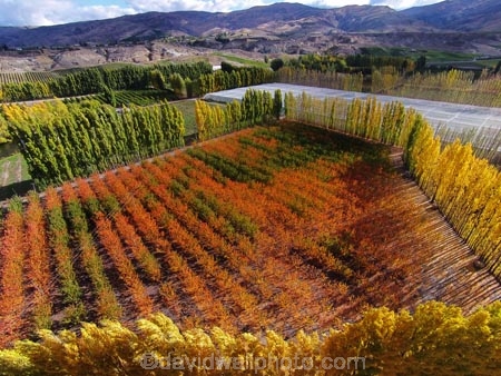 aerial;Aerial-drone;Aerial-drones;aerial-image;aerial-images;aerial-photo;aerial-photograph;aerial-photographs;aerial-photography;aerial-photos;aerial-view;aerial-views;aerials;autuminal;autumn;autumn-colour;autumn-colours;autumnal;Bannockburn;Central-Otago;color;colors;colour;colours;country;countryside;Cromwell;crop;crops;deciduous;Drone;Drones;emotely-operated-aircraft;fall;farm;farming;farmland;farms;field;fruit;fruit-tree;fruit-trees;gold;golden;horticulture;leaf;leaves;N.Z.;New-Zealand;NZ;orange;orchard;orchards;Otago;poplar;poplar-tree;poplar-trees;poplars;Quadcopter;Quadcopters;remote-piloted-aircraft-systems;remotely-piloted-aircraft;remotely-piloted-aircrafts;ROA;row;rows;RPA;RPAS;rural;S.I.;season;seasonal;seasons;SI;South-Is;South-Island;Sth-Is;tree;trees;U.A.V.;UA;UAS;UAV;UAVs;Unmanned-aerial-vehicle;unmanned-aircraft;unpiloted-aerial-vehicle;unpiloted-aerial-vehicles;unpiloted-air-system;yellow