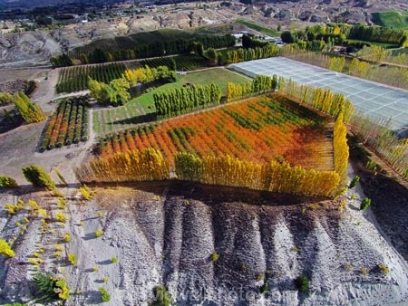 aerial;Aerial-drone;Aerial-drones;aerial-image;aerial-images;aerial-photo;aerial-photograph;aerial-photographs;aerial-photography;aerial-photos;aerial-view;aerial-views;aerials;autuminal;autumn;autumn-colour;autumn-colours;autumnal;Bannockburn;Central-Otago;color;colors;colour;colours;country;countryside;Cromwell;crop;crops;deciduous;Drone;Drones;emotely-operated-aircraft;fall;farm;farming;farmland;farms;field;fruit;fruit-tree;fruit-trees;gold;golden;horticulture;leaf;leaves;N.Z.;New-Zealand;NZ;orange;orchard;orchards;Otago;poplar;poplar-tree;poplar-trees;poplars;Quadcopter;Quadcopters;remote-piloted-aircraft-systems;remotely-piloted-aircraft;remotely-piloted-aircrafts;ROA;row;rows;RPA;RPAS;rural;S.I.;season;seasonal;seasons;SI;South-Is;South-Island;Sth-Is;tree;trees;U.A.V.;UA;UAS;UAV;UAVs;Unmanned-aerial-vehicle;unmanned-aircraft;unpiloted-aerial-vehicle;unpiloted-aerial-vehicles;unpiloted-air-system;yellow