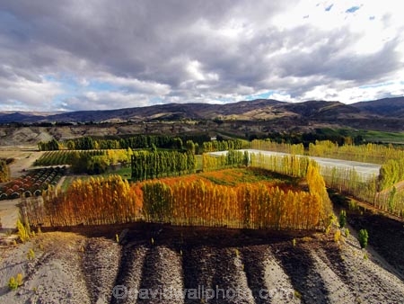 aerial;Aerial-drone;Aerial-drones;aerial-image;aerial-images;aerial-photo;aerial-photograph;aerial-photographs;aerial-photography;aerial-photos;aerial-view;aerial-views;aerials;autuminal;autumn;autumn-colour;autumn-colours;autumnal;Bannockburn;Central-Otago;color;colors;colour;colours;country;countryside;Cromwell;crop;crops;deciduous;Drone;Drones;emotely-operated-aircraft;fall;farm;farming;farmland;farms;field;fruit;fruit-tree;fruit-trees;gold;golden;horticulture;leaf;leaves;N.Z.;New-Zealand;NZ;orange;orchard;orchards;Otago;poplar;poplar-tree;poplar-trees;poplars;Quadcopter;Quadcopters;remote-piloted-aircraft-systems;remotely-piloted-aircraft;remotely-piloted-aircrafts;ROA;row;rows;RPA;RPAS;rural;S.I.;season;seasonal;seasons;SI;South-Is;South-Island;Sth-Is;tree;trees;U.A.V.;UA;UAS;UAV;UAVs;Unmanned-aerial-vehicle;unmanned-aircraft;unpiloted-aerial-vehicle;unpiloted-aerial-vehicles;unpiloted-air-system;yellow