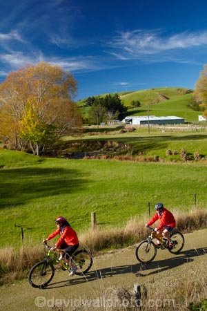 agricultural;agriculture;autuminal;autumn;autumn-colour;autumn-colours;autumnal;bicycle;bicycles;bike;bike-track;bike-tracks;bike-trail;bike-trails;bikes;Central-Otago;Clutha-Gold-Bike-Trail;Clutha-Gold-Cycle-Trail;Clutha-Gold-Track;Clutha-Gold-Trail;color;colors;colour;colours;country;countryside;cycle;cycle-track;cycle-tracks;cycle-trail;cycle-trails;cycler;cyclers;cycles;cycleway;cycleways;cyclist;cyclists;deciduous;Evans-Flat;excercise;excercising;fall;farm;farming;farmland;farms;field;fields;gold;golden;Lawrence;leaf;leaves;meadow;meadows;model-released;mountain-bike;mountain-biker;mountain-bikers;mountain-bikes;MR;mtn-bike;mtn-biker;mtn-bikers;mtn-bikes;N.Z.;New-Zealand;NZ;Otago;paddock;paddocks;pasture;pastures;people;person;push-bike;push-bikes;push_bike;push_bikes;pushbike;pushbikes;rural;S.I.;season;seasonal;seasons;SI;South-Is;South-Island;Sth-Is;tree;trees;willow-tree;willow-trees;yellow