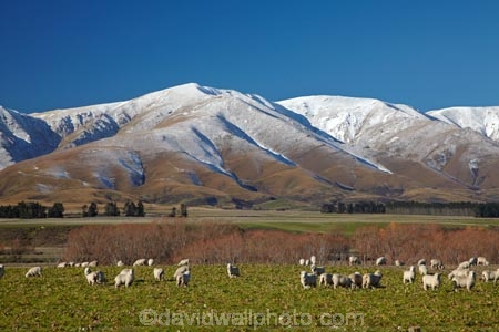 agricultural;agriculture;alp;alpine;alps;altitude;animal;animals;Central-Otago;cold;Coldness;country;countryside;domestic-stock;ewes;extreme-weather;farm;farm-animals;farming;farms;field;fields;flock;flocks;freeze;freezing;herbivore;herbivores;herbivorous;herd;herds;high-altitude;Kakanui-Mountains;Kakanui-Mtns;Kyeburn;livestock;mammal;mammals;Maniototo;meadow;meadows;mount;mountain;mountain-peak;mountainous;mountains;mountainside;mt;N.Z.;New-Zealand;nz;Otago;outdoor;outdoors;outside;paddock;paddocks;pasture;pastures;peak;peaks;Ranfurly;range;ranges;rural;S.I.;Scenic;Scenics;Season;Seasons;Sheep;SI;snow;snow-capped;snow_capped;snowcapped;snowy;South-Is;South-Is.;South-Island;Sth-Is;stock;weather;White;winter;Wintertime;wintery;wintry