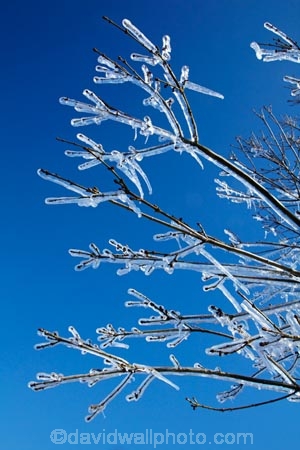 Alexandra;Central-Otago;crop;farm;farming;farms;frost-fighting;fruit-tree;fruit-trees;horticulture;ice;icicle;Icicles;icy;N.Z.;New-Zealand;NZ;orchard;orchard-tree;orchards;Otago;rural;S.I.;SI;South-Is;South-Island;spring;spring-time;spring_time;springtime;sprinklers;Sth-Is