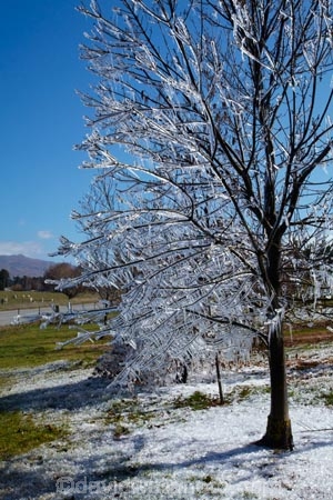 Alexandra;Central-Otago;crop;farm;farming;farms;frost-fighting;fruit-tree;fruit-trees;horticulture;ice;icicle;Icicles;icy;N.Z.;New-Zealand;NZ;orchard;orchard-tree;orchards;Otago;rural;S.I.;SI;South-Is;South-Island;spring;spring-time;spring_time;springtime;sprinklers;Sth-Is