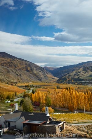 agricultural;agriculture;autuminal;autumn;autumn-colour;autumn-colours;autumnal;Bannockburn;bar;bars;cafe;cafes;Central-Otago;central-otago-vineyard;central-otago-vineyards;central-otago-wineries;central-otago-winery;color;colors;colour;colours;country;countryside;crop;crops;cuisine;cultivation;deciduous;dine;dining;fall;farm;farming;farmland;farms;field;fields;food;gold;golden;grape;grapes;grapevine;horticulture;leaf;leaves;Mt-Difficulty;Mt-Difficulty-Cafe;Mt-Difficulty-Restaurant;Mt-Difficulty-Tasting-Room;Mt-Difficulty-Vineyard;Mt-Difficulty-Winery;Mt-Difficulty-Wines;Mt-Difficulty-Wines-Tasting-Room;N.Z.;new-zealand;NZ;Otago;poplar;poplar-tree;poplar-trees;poplars;restaurant;restaurants;row;rows;rural;S.I.;season;seasonal;seasons;SI;South-Island;Sth-Is;Sth-Is.;The-Winery-Restaurant;tree;trees;vine;vines;vineyard;vineyards;vintage;wine;wineage;wineries;winery;wines;yellow