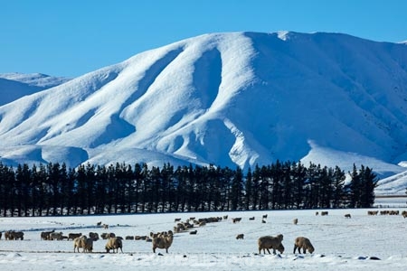 agricultural;agriculture;animal;animals;Aotearoa;Central-Otago;cold;Coldness;country;countryside;domestic-stock;ewes;Exterior;extreme-weather;farm;farm-animals;farming;farmland;farms;field;fields;flock;flocks;freeze;freezing;Hawkdun-Ra;Hawkdun-Range;herd;herds;high-country;hill;hills;Ida-Ra;Ida-Range;Ida-Valley;Idaburn;Landscape;Landscapes;livestock;mammal;mammals;Maniototo;meadow;meadows;mob;mobs;Mount-Ida;mountain;mountains;Mt-Ida;Mt.-Ida;N.Z.;natural;Nature;New-Zealand;NZ;Otago;Oturehua;Outdoor;Outdoors;Outside;paddock;paddocks;pasture;pastures;rural;S.I.;Scenic;Scenics;Season;Seasons;sheep;SI;snow;snowfall;snowy;snowy-hills;snowy-mountains;South-Is;South-Is.;South-Island;Sth-Is;stock;weather;white;winter;Wintertime;wintery;wintry