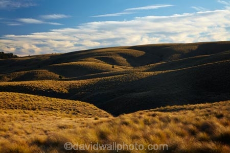 agricultural;agriculture;Aotearoa;Central-Otago;country;countryside;farm;farming;farmland;farms;field;fields;grassland;grasslands;highcountry;highland;highlands;highway;highways;hill;hills;Maniototo;meadow;meadows;N.Z.;natural;New-Zealand;NZ;Otago;paddock;paddocks;pasture;pastures;Pig-Root;Pig-Root-Highway;Pig-Route;Pig-Route-Highway;Pigroot;Pigroot-Highway;Pigroute;Pigroute-Highway;rolling-hills;rural;S.H.87;S.I.;scenic;SH87;SI;South-Is;South-Is.;South-Island;State-Highway-87;Sth-Is;tussock;tussocks