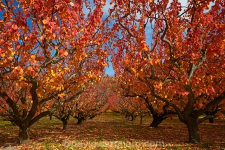 autuminal;autumn;autumn-colour;autumn-colours;autumnal;Central-Otago;color;colors;colour;colours;country;countryside;crop;crops;deciduous;fall;farm;farming;farmland;farms;field;fruit;fruit-tree;fruit-trees;gold;golden;horticulture;leaf;leaves;N.Z.;New-Zealand;NZ;orange;orchard;orchards;Otago;row;rows;Roxburgh;rural;S.I.;season;seasonal;seasons;SI;South-Is;South-Island;Sth-Is;tree;trees;yellow