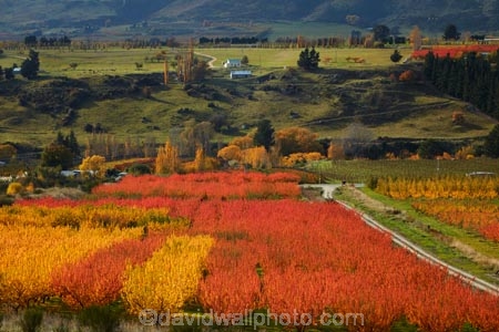 autuminal;autumn;autumn-colour;autumn-colours;autumnal;Central-Otago;color;colors;colour;colours;country;countryside;crop;crops;deciduous;fall;farm;farming;farmland;farms;field;fruit;fruit-tree;fruit-trees;gold;golden;horticulture;leaf;leaves;N.Z.;New-Zealand;NZ;orange;orchard;orchards;Otago;row;rows;Roxburgh;rural;S.I.;season;seasonal;seasons;SI;South-Is;South-Island;Sth-Is;tree;trees;yellow
