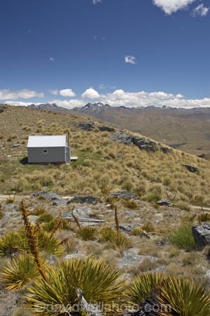 Aciphylla-aurea;alpine;back-country-hut;backcountry;backcountry-hut;backcountry-huts;Central-Otago;clump;corrugated-iron;corrugated-steel;DOC-hut;DOC-huts;flower-spikes;flowers;golden;Golden-Speargrass;high-altitude;high-country-hut;highcountry;highcountry-hut;highcountry-huts;highlands;hikers-hut;hikers-huts;huits;hut;mountain-hut;mountain-huts;mountains;N.Z.;New-Zealand;NZ;Old-Woman-Hut;Old-Woman-Range;Otago;outdoors;range;ranges;rock;rocks;S.I.;schist;shelter;SI;South-Island;spike;spikes;trampers-hut;trampers-huts;tussock;tussock-grass;tussocks;yellow