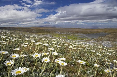 alpine;alpine-daisies;alpine-daisy;back-country;backcountry;bog;celmisia;Central-Otago;daisies;daisy;flower;flowers;high-altitude;high-country;highcountry;highlands;indigenous;mountain-daisies;mountain-daisy;N.Z.;native;New-Zealand;NZ;Old-Woman-Conservation-Area;Old-Woman-Range;Otago;remote;remoteness;S.I.;SI;South-Island;uplands;wetland;wetlands