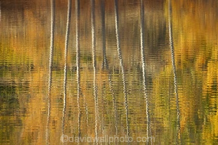 autuminal;autumn;autumn-colour;autumn-colours;autumnal;Bannockburn;Bannockburn-Inlet;calm;Central-Otago;color;colors;colour;colours;deciduous;fall;golden;lake;Lake-Dunstan;lakes;leaf;leaves;N.Z.;New-Zealand;NZ;Otago;placid;quiet;reflection;reflections;ripple;ripples;S.I.;season;seasonal;seasons;serene;SI;smooth;South-Island;still;tranquil;tree;trees;trunk;trunks;water;yellow