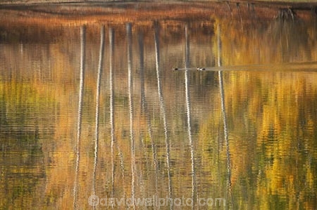 autuminal;autumn;autumn-colour;autumn-colours;autumnal;Bannockburn;Bannockburn-Inlet;bird;birds;calm;Central-Otago;color;colors;colour;colours;deciduous;duck;ducks;fall;golden;lake;Lake-Dunstan;lakes;leaf;leaves;N.Z.;New-Zealand;NZ;Otago;placid;quiet;reflection;reflections;ripple;ripples;S.I.;season;seasonal;seasons;serene;SI;smooth;South-Island;still;tranquil;tree;trees;trunk;trunks;water;yellow
