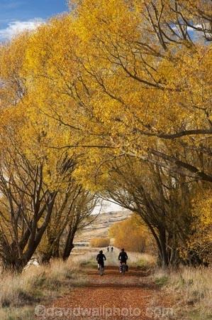 adventure;autuminal;autumn;autumn-colour;autumn-colours;autumnal;avenue;avenues;bicycle;bicycles;bike;biker;bikes;Central-Otago;Central-Otago-Rail-Trail;color;colors;colour;colours;cycle;cycle-track;cycler;cyclers;cycles;cycling-track;cyclist;cyclists;deciduous;fall;golden;Ida-Valley;leaf;leaves;Maniototo;mountain-bike;mountain-bike-track;mountain-biker;mountain-bikers;mountain-bikes;mtn-bike;mtn-biker;mtn-bikers;mtn-bikes;N.Z.;New-Zealand;NZ;Otago;Otago-Central-Rail-Trail;Oturehua;push-bike;push-bikes;push_bike;push_bikes;pushbike;pushbikes;rail-trail;rail-trails;S.I.;scenic;season;seasonal;seasons;SI;South-Island;sports;tourism;track;tracks;tree;trees;willow;willow-tree;willow-trees;willows;yellow;mountain;biking;cycling;