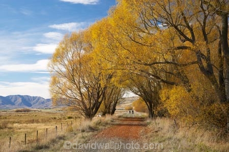 adventure;autuminal;autumn;autumn-colour;autumn-colours;autumnal;avenue;avenues;bicycle;bicycles;bike;biker;bikes;Central-Otago;Central-Otago-Rail-Trail;color;colors;colour;colours;cycle;cycle-track;cycler;cyclers;cycles;cycling-track;cyclist;cyclists;deciduous;fall;golden;Ida-Valley;leaf;leaves;Maniototo;mountain-bike;mountain-bike-track;mountain-biker;mountain-bikers;mountain-bikes;mtn-bike;mtn-biker;mtn-bikers;mtn-bikes;N.Z.;New-Zealand;NZ;Otago;Otago-Central-Rail-Trail;Oturehua;push-bike;push-bikes;push_bike;push_bikes;pushbike;pushbikes;rail-trail;rail-trails;S.I.;scenic;season;seasonal;seasons;SI;South-Island;sports;tourism;track;tracks;tree;trees;willow;willow-tree;willow-trees;willows;yellow