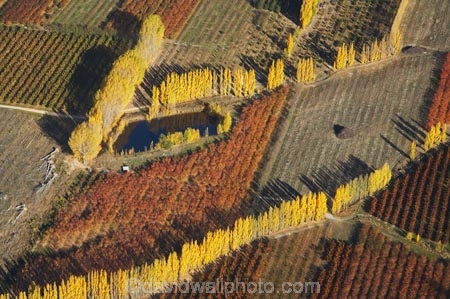 aerial;aerial-photo;aerial-photograph;aerial-photographs;aerial-photography;aerial-photos;aerial-view;aerial-views;aerials;Alexandra;autuminal;autumn;autumn-colour;autumn-colours;autumnal;Central-Otago;color;colors;colour;colours;country;countryside;crop;crops;deciduous;Earnscleugh;fall;farm;farming;farmland;farms;field;fruit;fruit-tree;fruit-trees;horticulture;N.Z.;New-Zealand;NZ;orange;orchard;orchards;Otago;pattern;patterns;poplar;poplar-tree;poplar-trees;poplars;row;rows;rural;S.I.;season;seasonal;seasons;shape;shapes;SI;South-Is.;South-Island;tree;trees;yellow