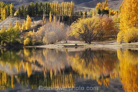 autuminal;autumn;autumn-colour;autumn-colours;autumnal;Bannockburn;Bannockburn-Inlet;calm;Central-Otago;color;colors;colour;colours;deciduous;fall;golden;Kawarau-Arm;lake;Lake-Dunstan;lakes;N.Z.;New-Zealand;NZ;Otago;Picnic-Area;Picnic-Areas;Picnic-Ground;Picnic-Grounds;placid;poplar;poplar-tree;poplar-trees;poplars;quiet;reflection;reflections;Rest-Area;Rest-Areas;S.I.;season;seasonal;seasons;serene;SI;smooth;South-Is.;South-Island;still;tranquil;tree;trees;water;willow;willow-tree;willow-trees;willows;yellow