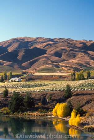 autumn;carrick;color;colors;colour;colours;crop;crops;cultivation;fall;farm;farming;farms;field;fields;grape;grapes;grapevine;horticulture;lakes;poplar;poplars;rural;vine;vines;vineyard;vineyards;vintage;willow;willows;wine;wineries;winery;wines;yellow